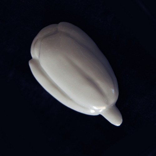 Bílý tulipán — foto 3