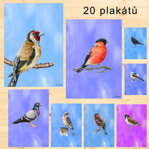 Ptáčci Plakáty v Pdf — foto 2