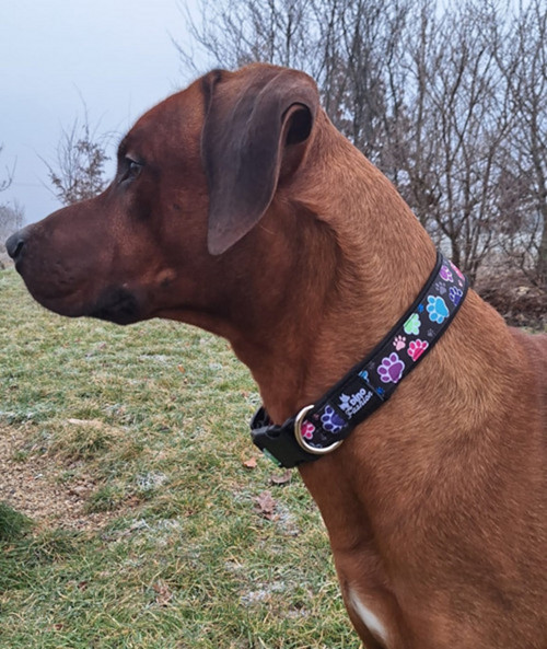 Obojek softshell Paws — foto 6