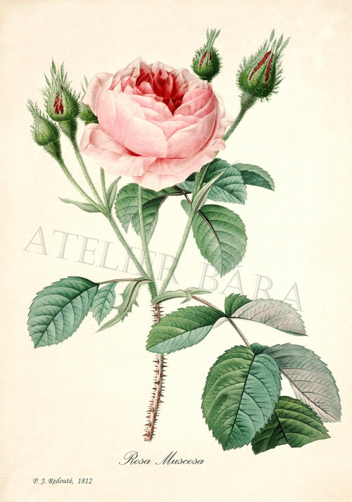 Z herbáře - růže — foto 2