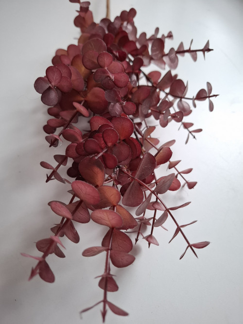 Eucalyptus — foto 2