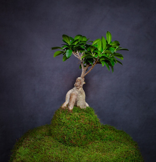 Ficus microcarpa Ginseng / kokedama — foto 3