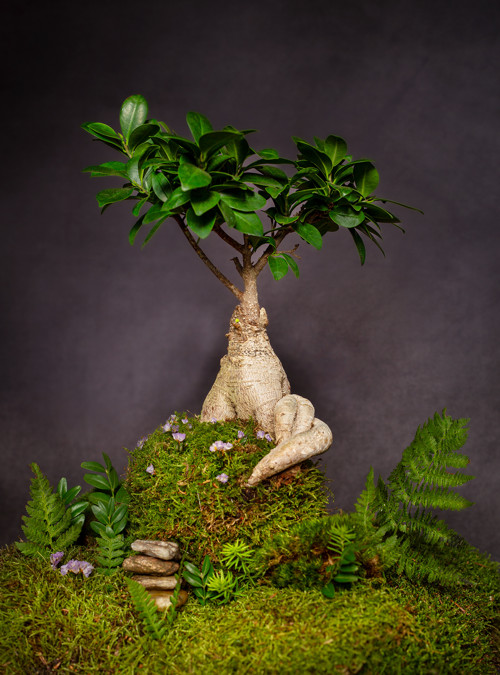 Ficus microcarpa Ginseng / kokedama — foto 2