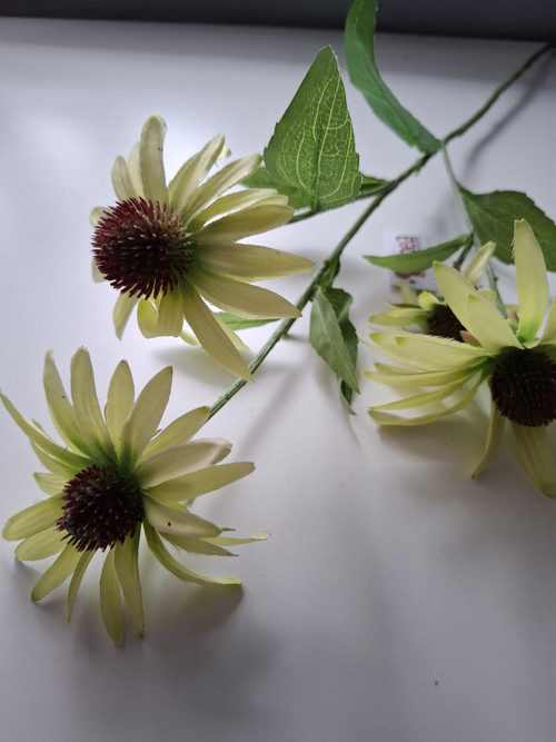 Echinacea — foto 2