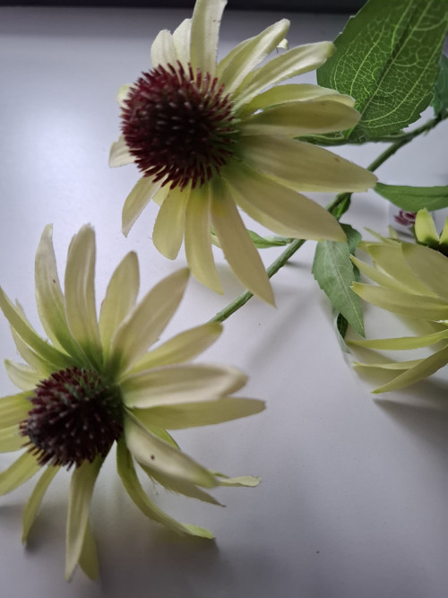 Echinacea — foto 3