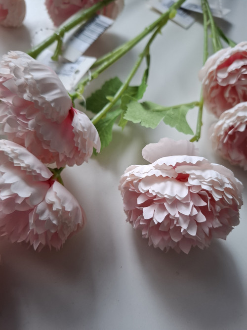 Karafiát sv.růžový — foto 2
