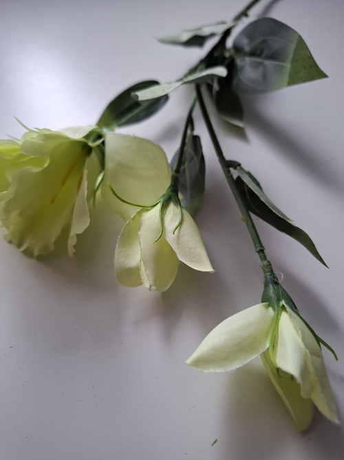 Květy žluté — foto 2