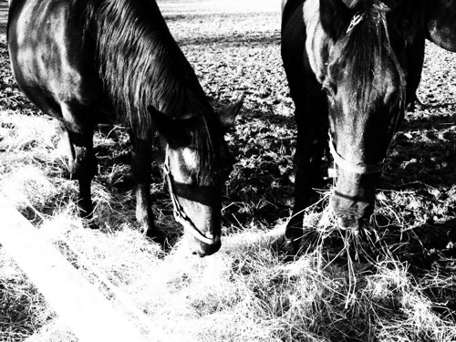 Na jízdárně II — foto 2
