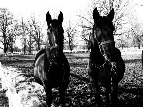Na jízdárně II — foto 3