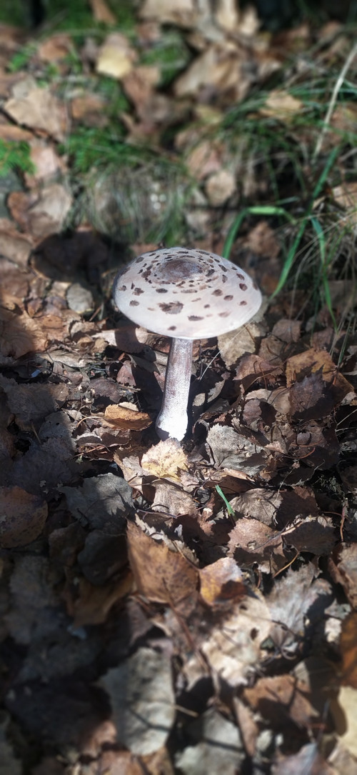 Dřevěné houby — foto 4