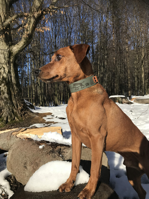 BioThane obojek s gravírováním — foto 5