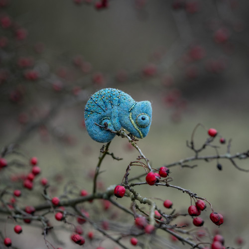 Brož Chamík — foto 3