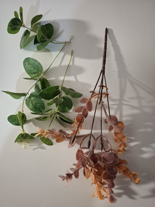 Větvičky Eucalyptu — foto 3