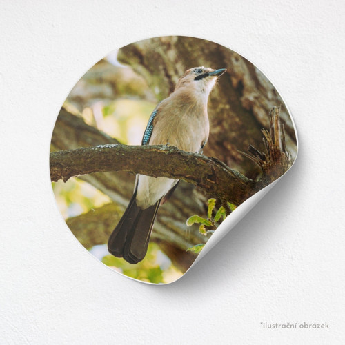 Samolepkový arch: Garrulus glandarius — foto 2