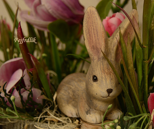 Zajíček mezi magnoliemi.. — foto 2