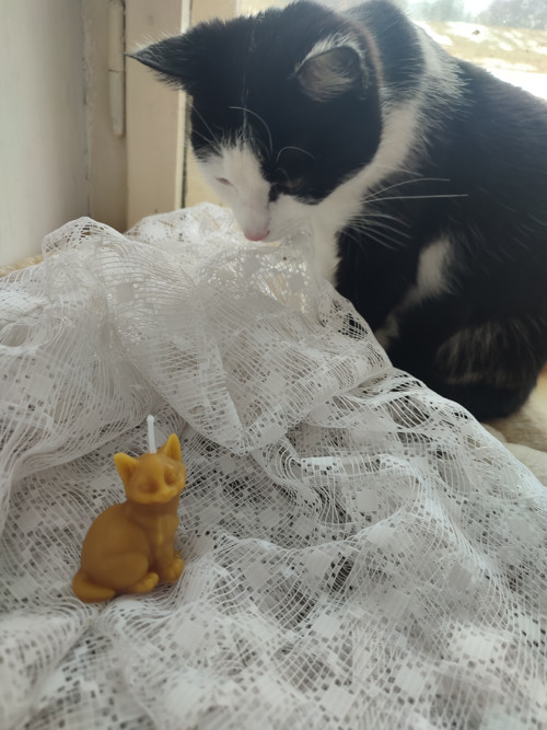 Svíčka kočka — foto 2