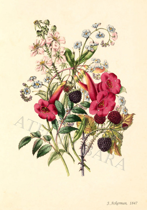 Z herbáře - kytice — foto 2