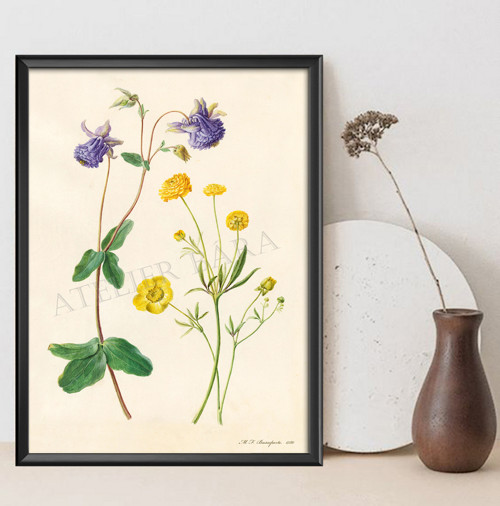 Z herbáře — foto 3