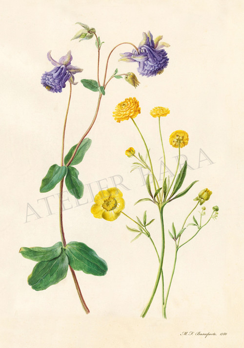 Z herbáře — foto 2