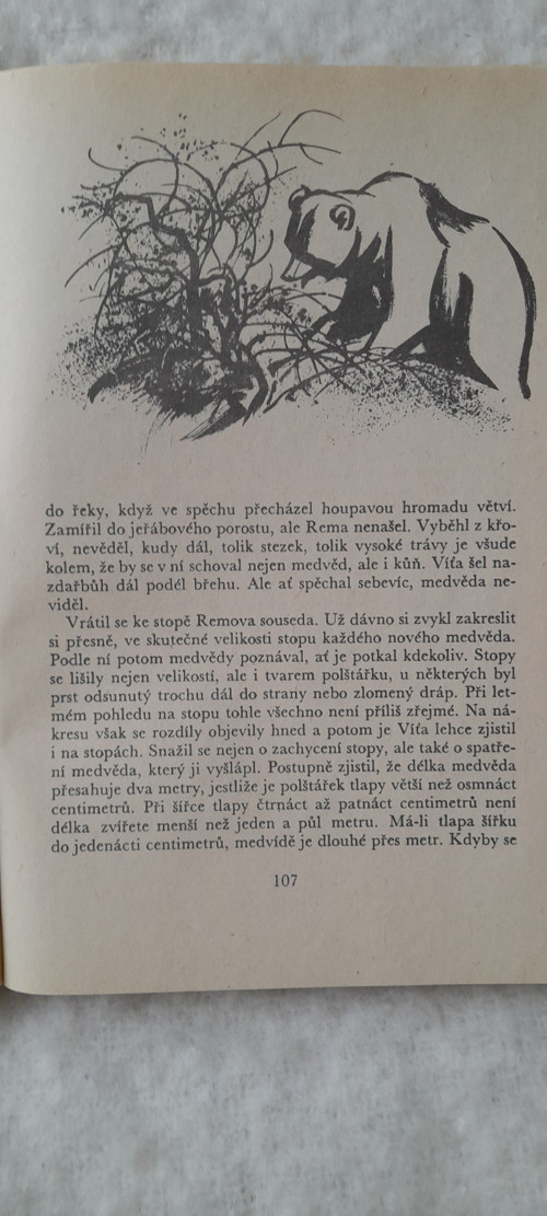 Za medvědem na Kamčatku — foto 5