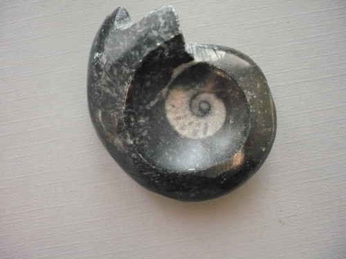 Goniatit 46 mm, č.15f — foto 2