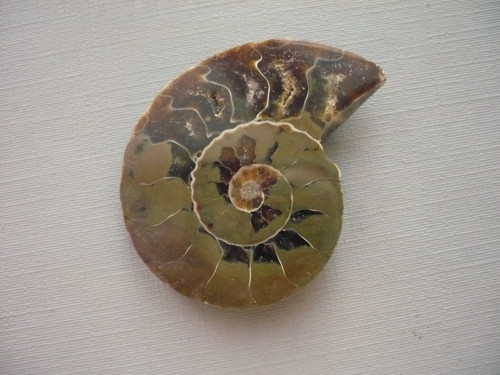 Amonit XXL 40 mm, č.2s — foto 2