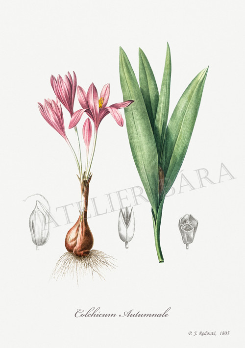 Z herbáře - ocún — foto 2