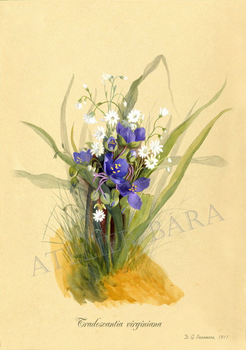 Z herbáře - podeňka — foto 2