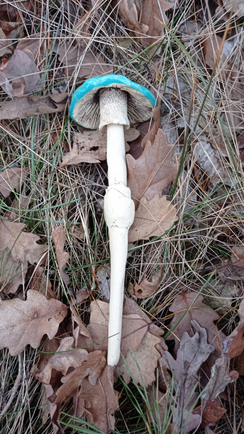 Keramika zápich houba modrozelená — foto 2