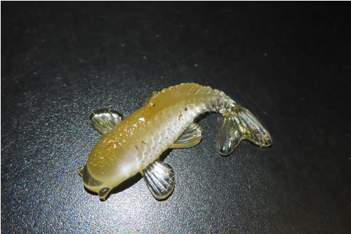 Koi kapřík — foto 2