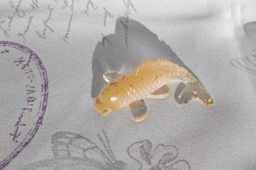 Koi kapřík — foto 3