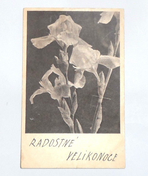 ČB velikonoční POHLEDNICE, 1960 — foto 2