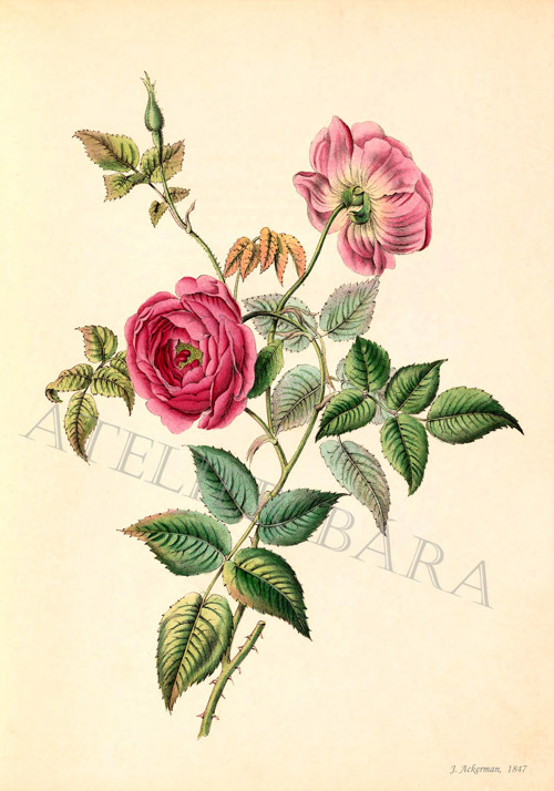 Z herbáře - růže — foto 2
