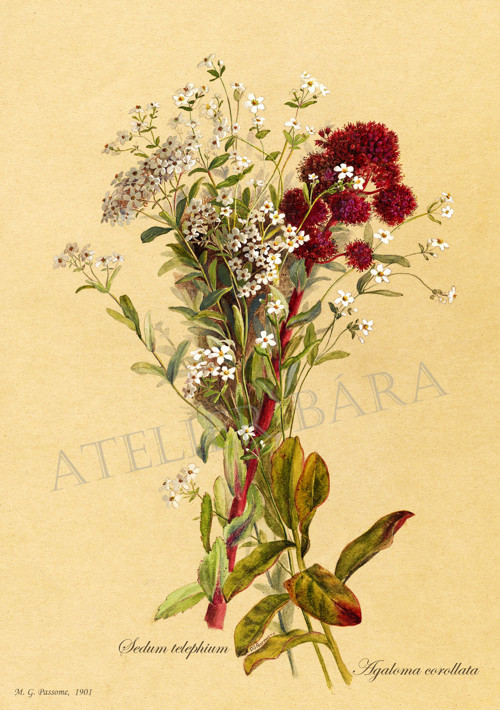 Z herbáře - kytice — foto 2