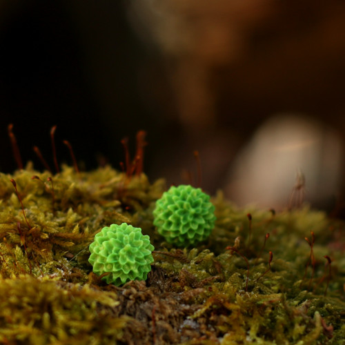 Jiřiny zelené - pecky 15 mm — foto 2
