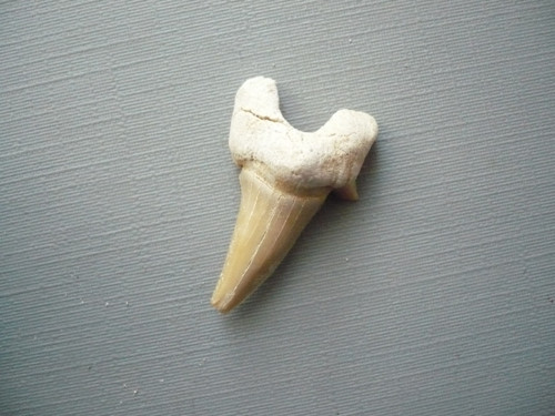 Žraločí zub - 27 mm, č.54f — foto 2