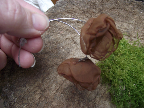 Fiore bruno..... — foto 5
