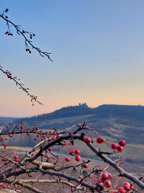 Sada kvalitních samolepek - PÁLAVA — foto 4