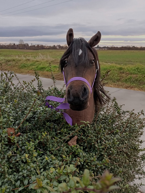 Hobby horse Dark-Chocolate — foto 2