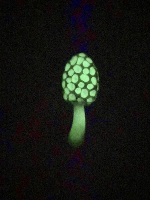 Morel — foto 5