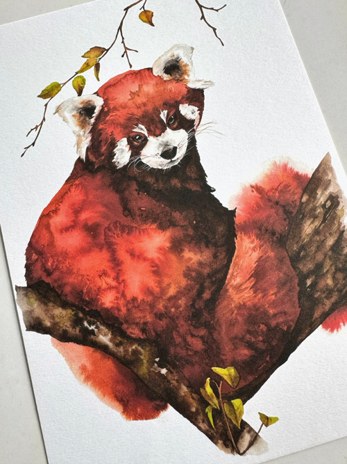 Panda červená - akvarel, tisk A4 — foto 2