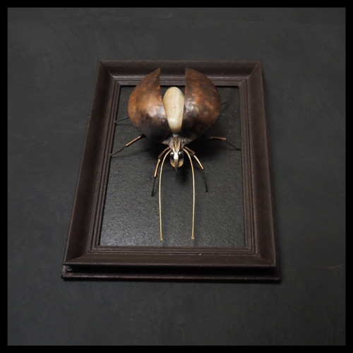 Beetle - brouk René Lítavý v rámu — foto 2
