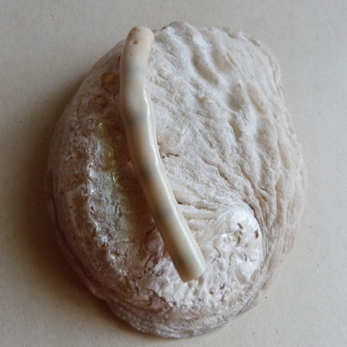 Korál bílý - 7,5 cm — foto 6