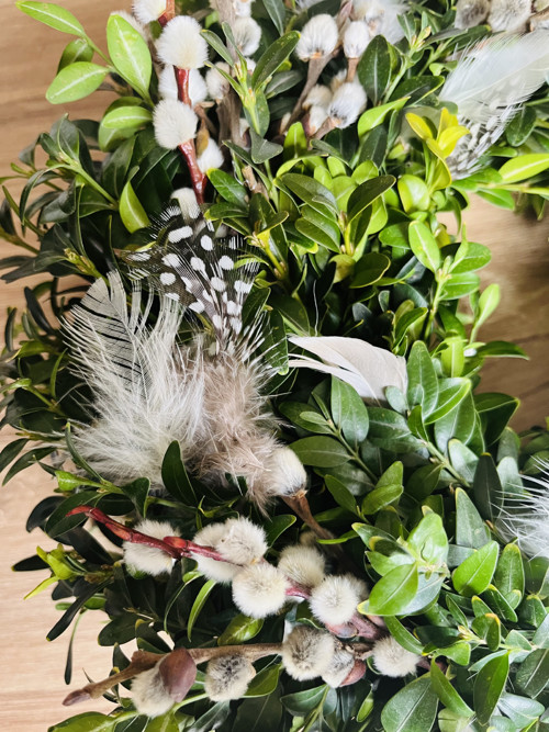 Zimostráz s kočičkami 25 cm — foto 3