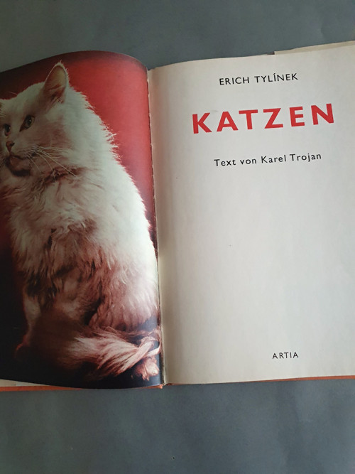Kočičky — foto 3