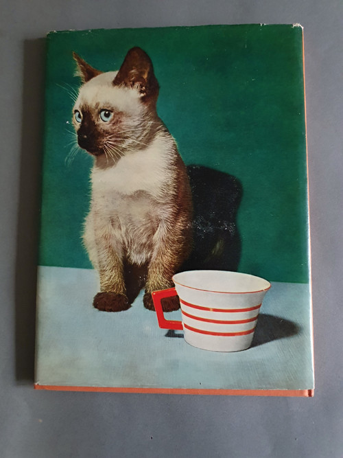 Kočičky — foto 6