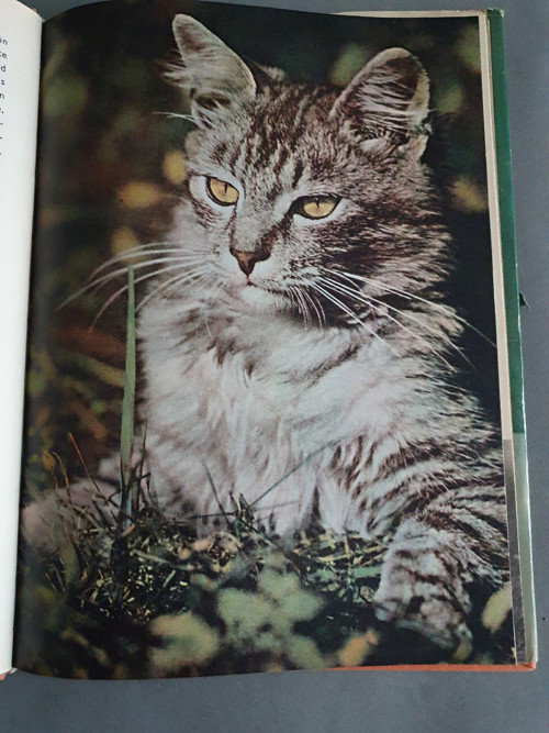 Kočičky — foto 4