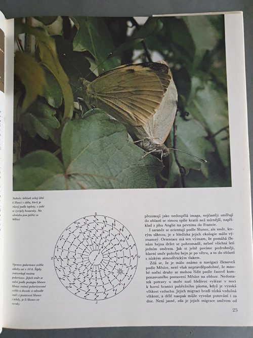 Migrace zvířat — foto 4