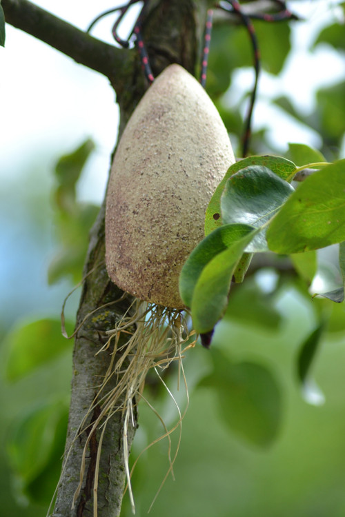 Škvoří domek — foto 4