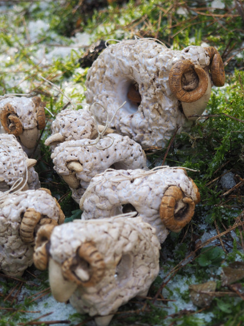 Na pastvě / Beran — foto 5
